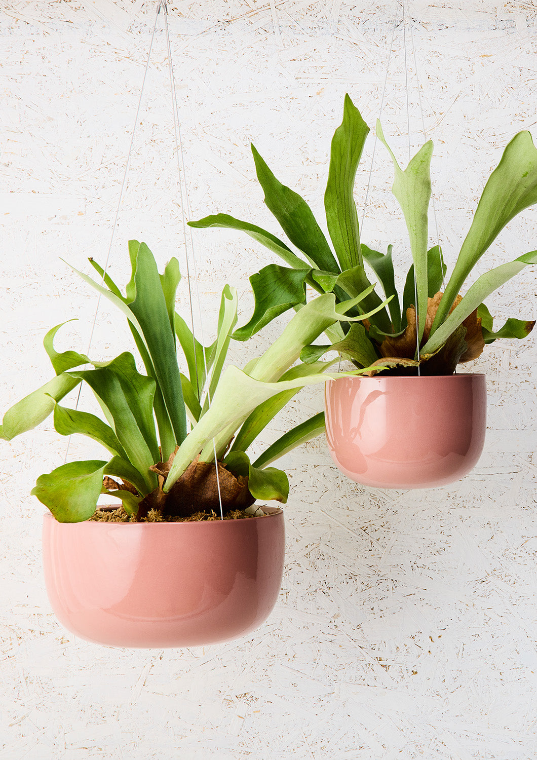 Angus & Celeste Glazed Earth Hanging Planter - Ochre Gloss